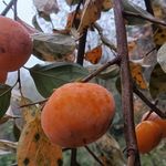 اقامتگاه دخترانه رهایی