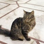 بیمارستان شبانه روزی دامپزشکی ققنوس