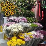 گل نیلوفر آبی