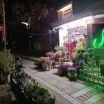 گل سارینا