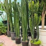 گل سرای پرشینا
