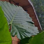 اقامتگاه|تورگردشکری|غذا سنتی سرچشمه حیات