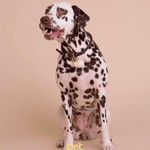 پانسیون و پت شاپ افروپت