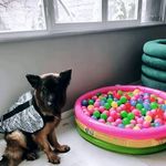 پانسیون و پت شاپ افروپت