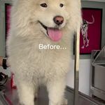 پانسیون و پت شاپ افروپت