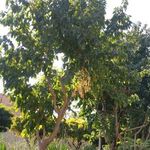 بوستان بانوان لاله