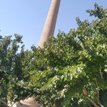 بوستان بانوان لاله