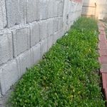 اجاره روزانه ویلا ناورودی