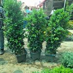 جعفر نودهانی