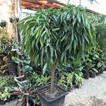 جعفر نودهانی