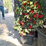 جعفر نودهانی