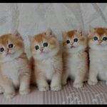 پت شاپ قلعه حیوانات