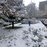 بوستان نسیم