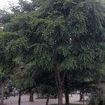 بوستان ایثارگران