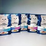 کلینیک دامپزشکی لیون