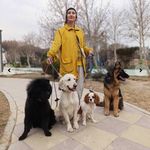 تربیت سگ ها آتوسا همتی