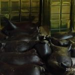 روغن حیوانی ندیمه