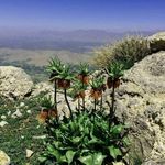 پارک جنگلی شورآب