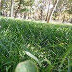 پارک کوه سنگی