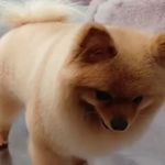 سالن اصلاح و شستشو حیوانات خانگی پت سیان