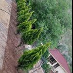 خدمات باغبانی هرس کاری گلکاری سمپاشی
