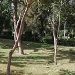 بوستان یاس