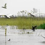 تالاب بین المللی امیر کلایه (شیخ علی کل، شاله کل)