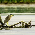 تالاب بین المللی امیر کلایه (شیخ علی کل، شاله کل)