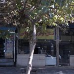 نان بربری طوقانی
