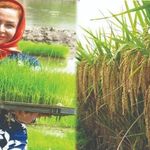 بورس برنج اشرفیه   بی غم