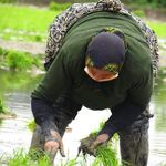 بورس برنج اشرفیه   بی غم