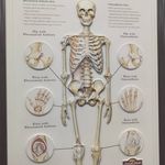 مرکز فیزیوتراپی شاهد