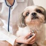 کلینیک دامپزشکی دکتر نعیمی