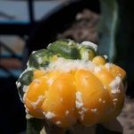 گلخانه‌ مادر