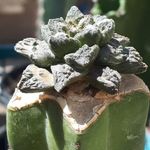 گلخانه‌ مادر