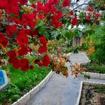 سوئیت و کلبه