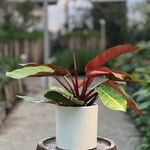 بازار گل لشگری