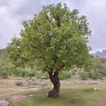 منطقه حفاظت شده هلن