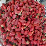 میوه و تره بار
