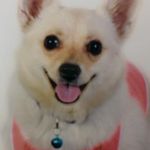 کلینیک تخصصی تولید مثل حیوانات پگاسوس