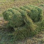 فروش یونجه جودکی