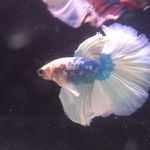 آکواریم نایجر