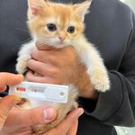 درمانگاه دامپزشکی های پت