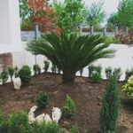 خدمات باغبانی هرس کاری گلکاری سمپاشی