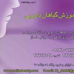 پخش فراورده گیاهی آرنیکا