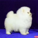 پلی کلینیک دامپزشکی ویولت