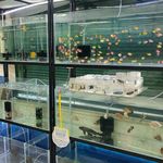 آکواریوم پرشین فیش