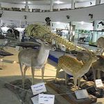 موزه تاریخ طبیعی دانشگاه شیراز