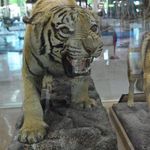 موزه تاریخ طبیعی دانشگاه شیراز