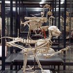 موزه تاریخ طبیعی دانشگاه شیراز